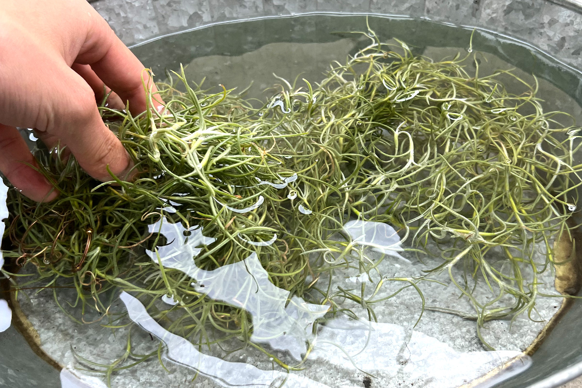 諦めるにはまだ早い 枯れかけのウスネオイデスを復活させる方法