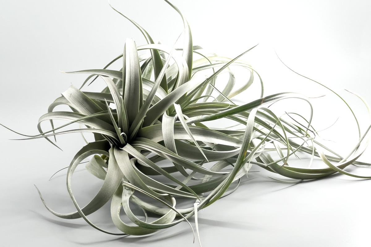 Tillandsia チランジア エアープランツ 交配種、希少種多数