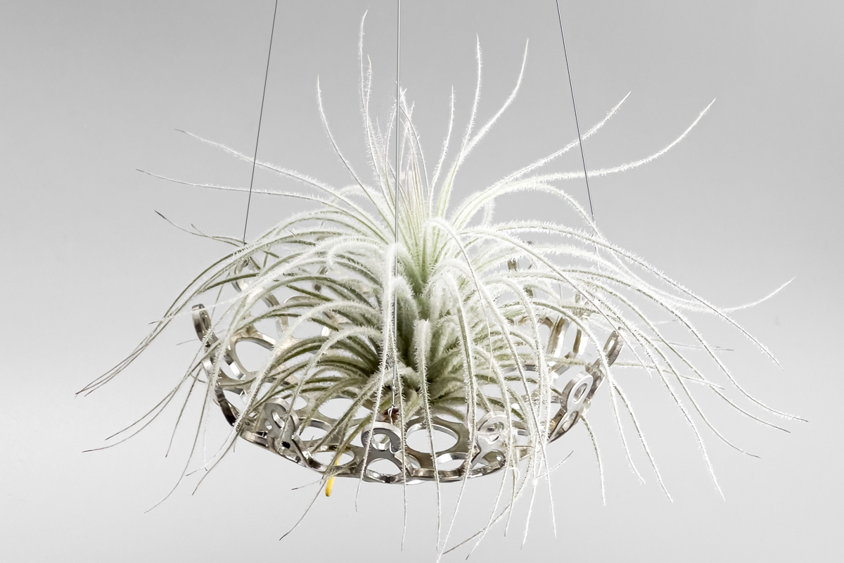 tillandsia-tectorum-