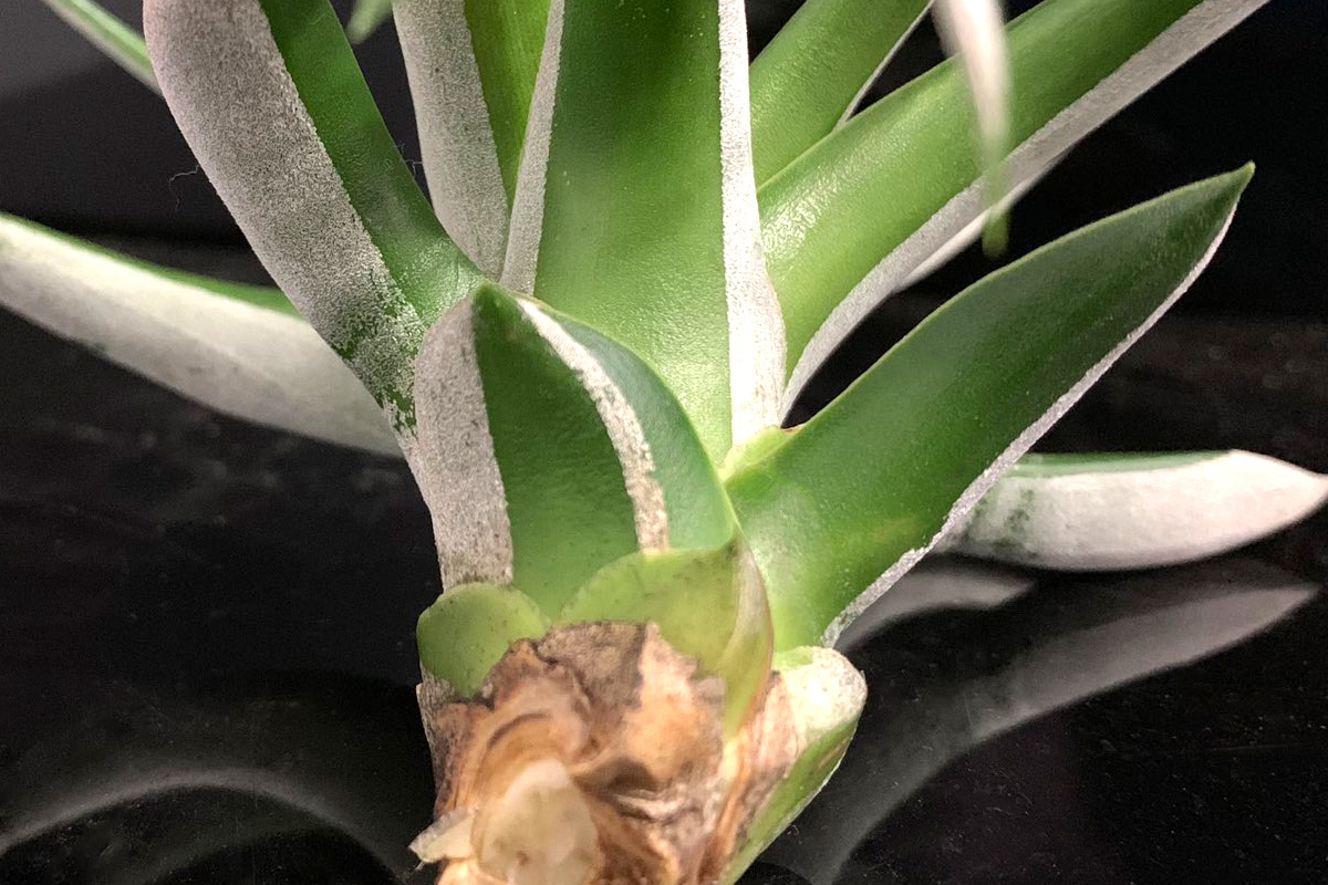 チランジア　バンハイニンギー　トリコーム欠損 Tillandsia 魅惑の突然変異！トリコームレス【チランジア】