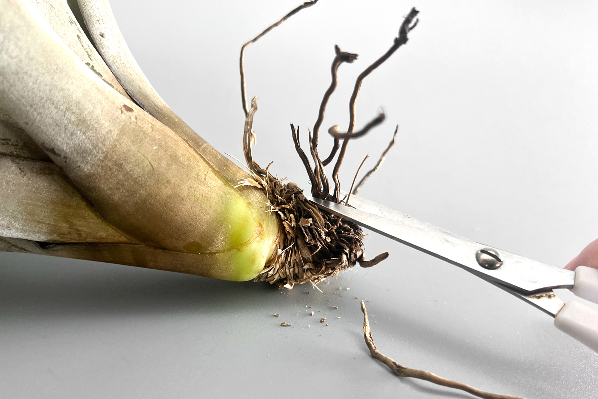 エアプランツの根っこ切る？切らない？どうするのが正解？【チランジア】