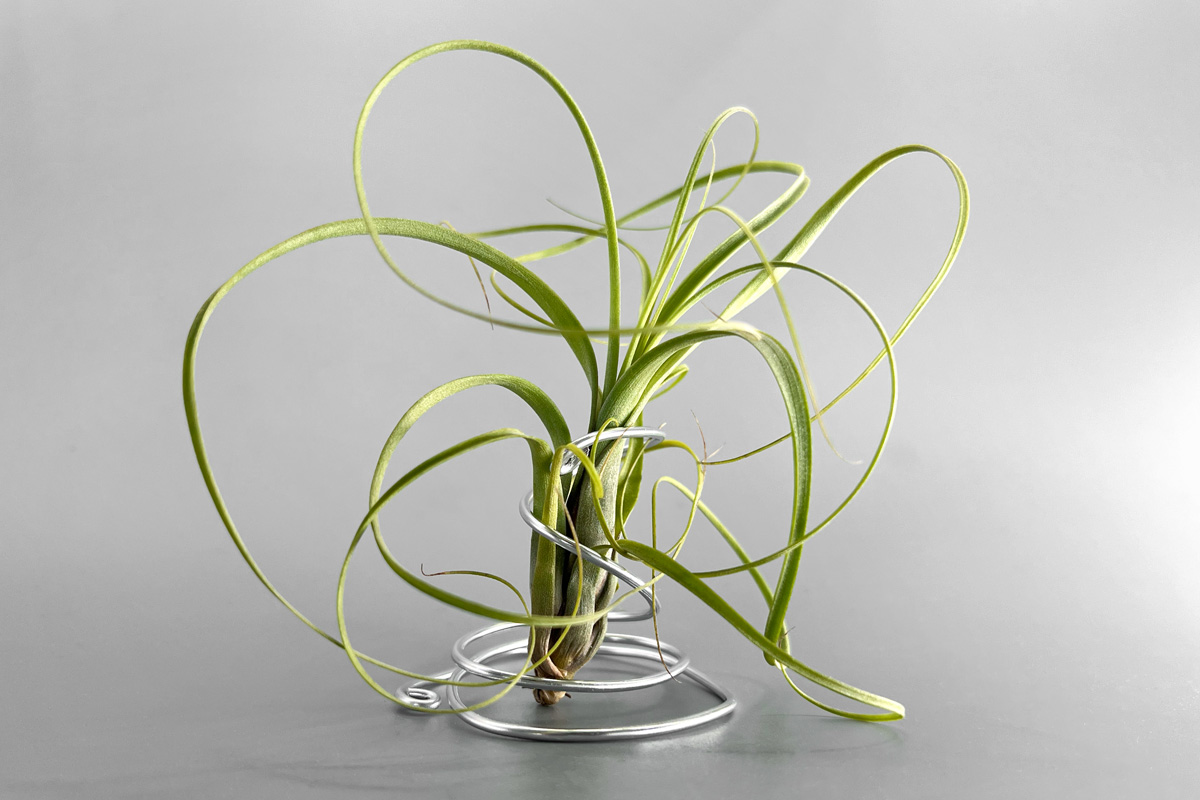 tillandsia-balbisiana-2.jpg