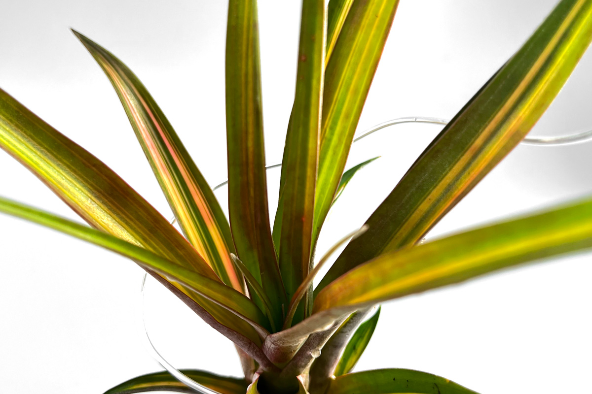 Tillandsia Orange Rainbow 送料無料 珠玉の斑入りティランジア・オレンジレインボー Tillandsia