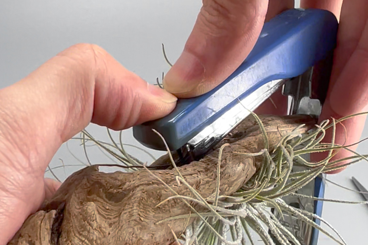 tillandsia-stapler-eyecatching.jpg