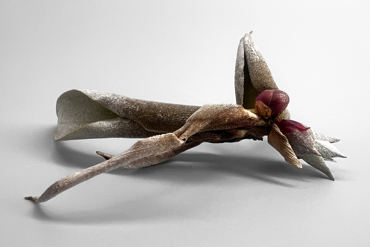 tillandsia-hazasi-eyecatching2.jpg