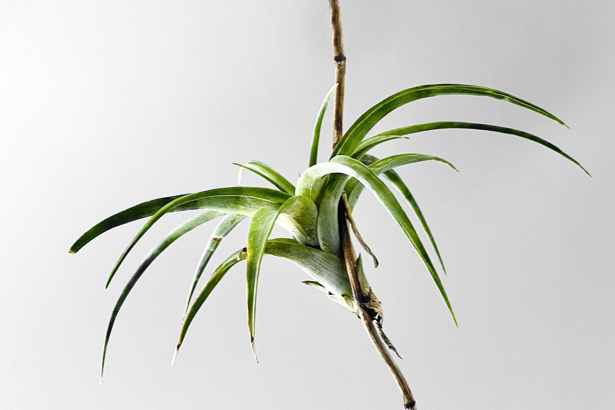 tillandsia-vivipara-
