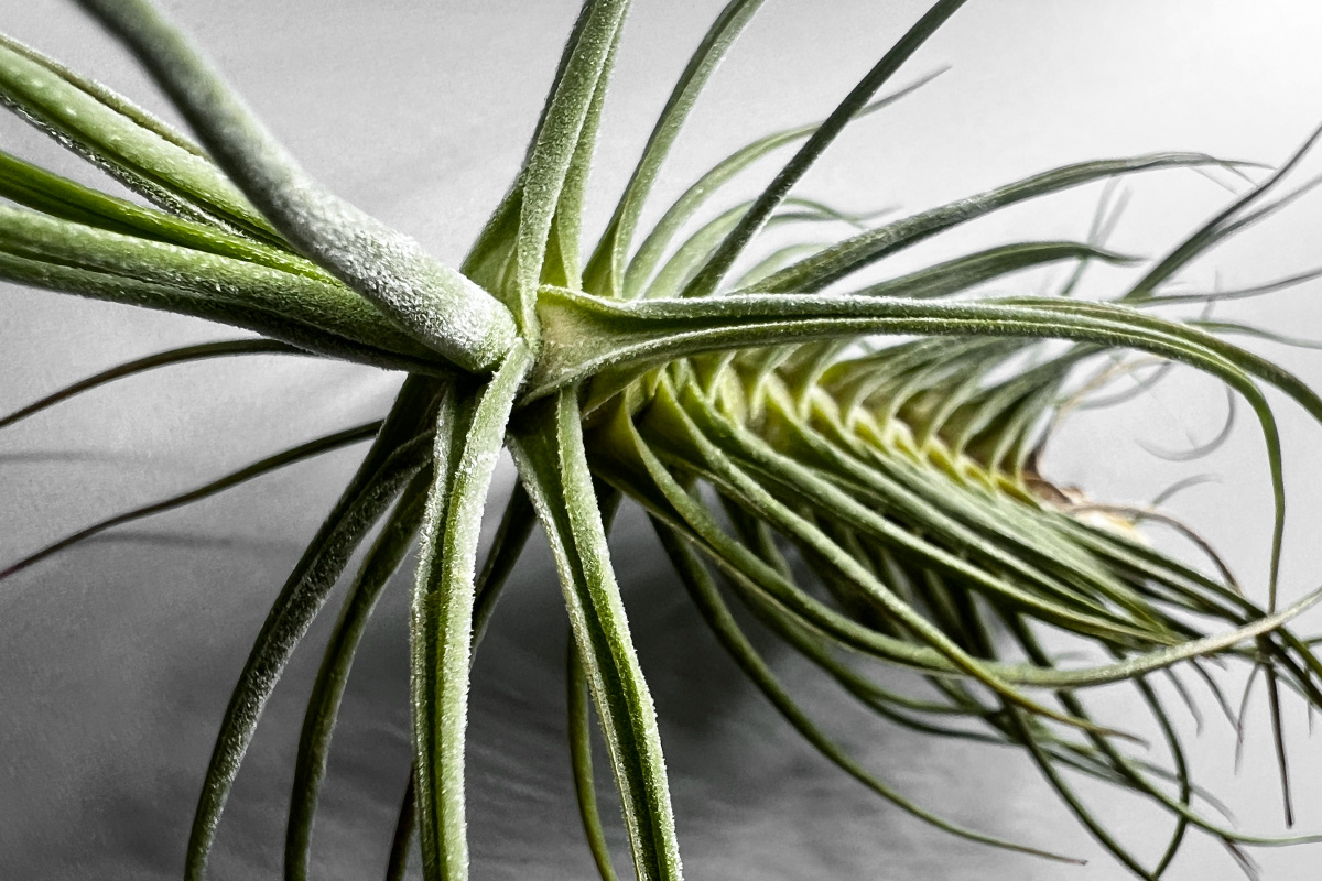 ブロメリア・エアープランツ Tillandsia Hawaiian Hurricane. Tillandsia Hawaiian Hurricane.