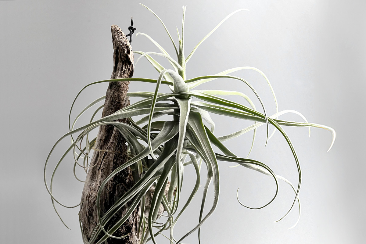 ブラジル高地の白い宝石【ティランジア・クルトホルスティ