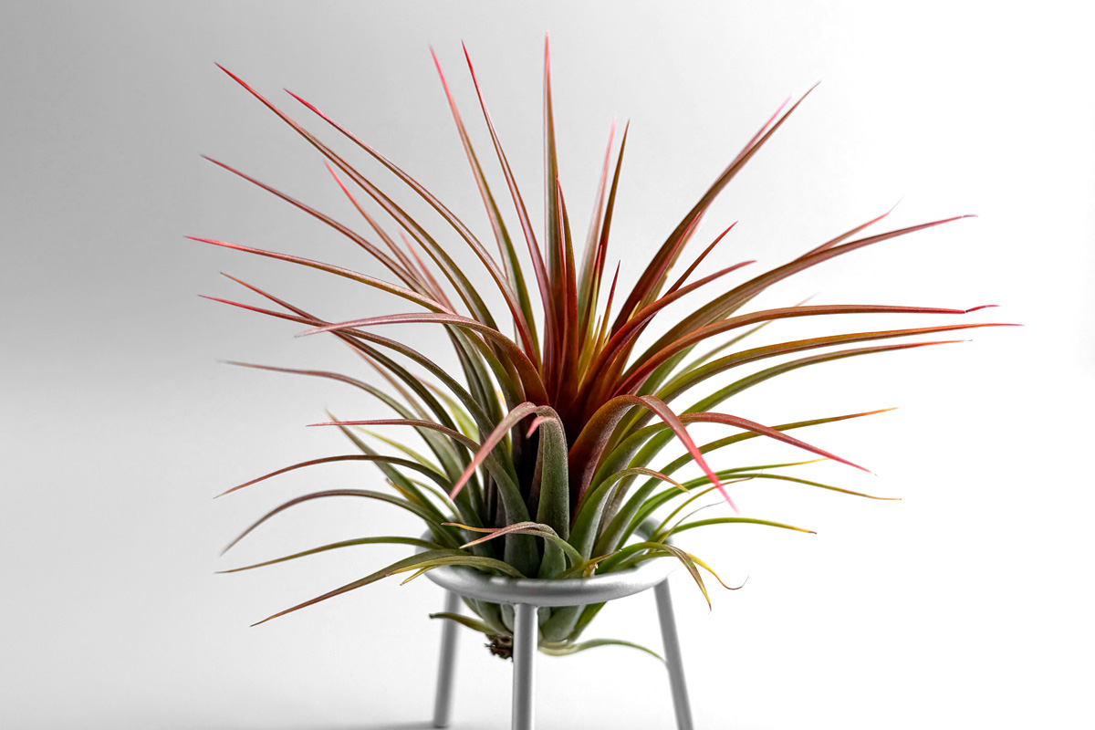 常赤の奇種─ティランジア・レインフォレストレッドの魅惑