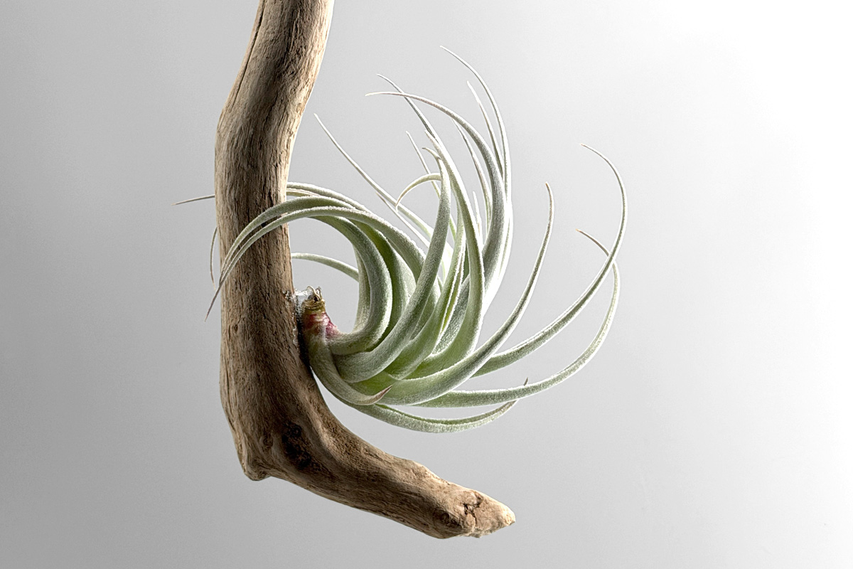 ワイルドに反り返るティランジア・レクルビフォリア変種サブセクンディ