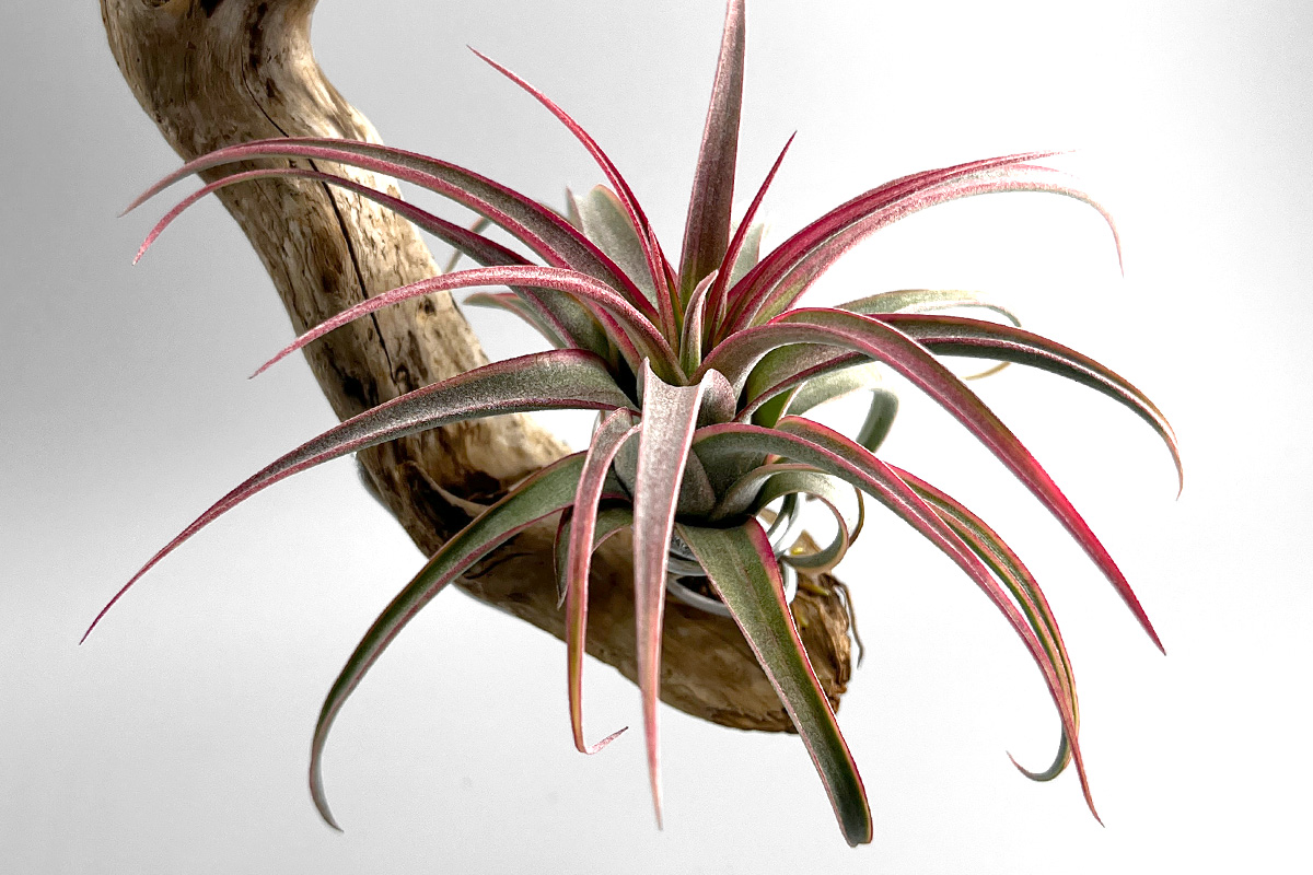 Tillandsia Eric Knobloch Variegated 速達発送 希少な斑入りティランジア・エリックノブロック・バリエガータ