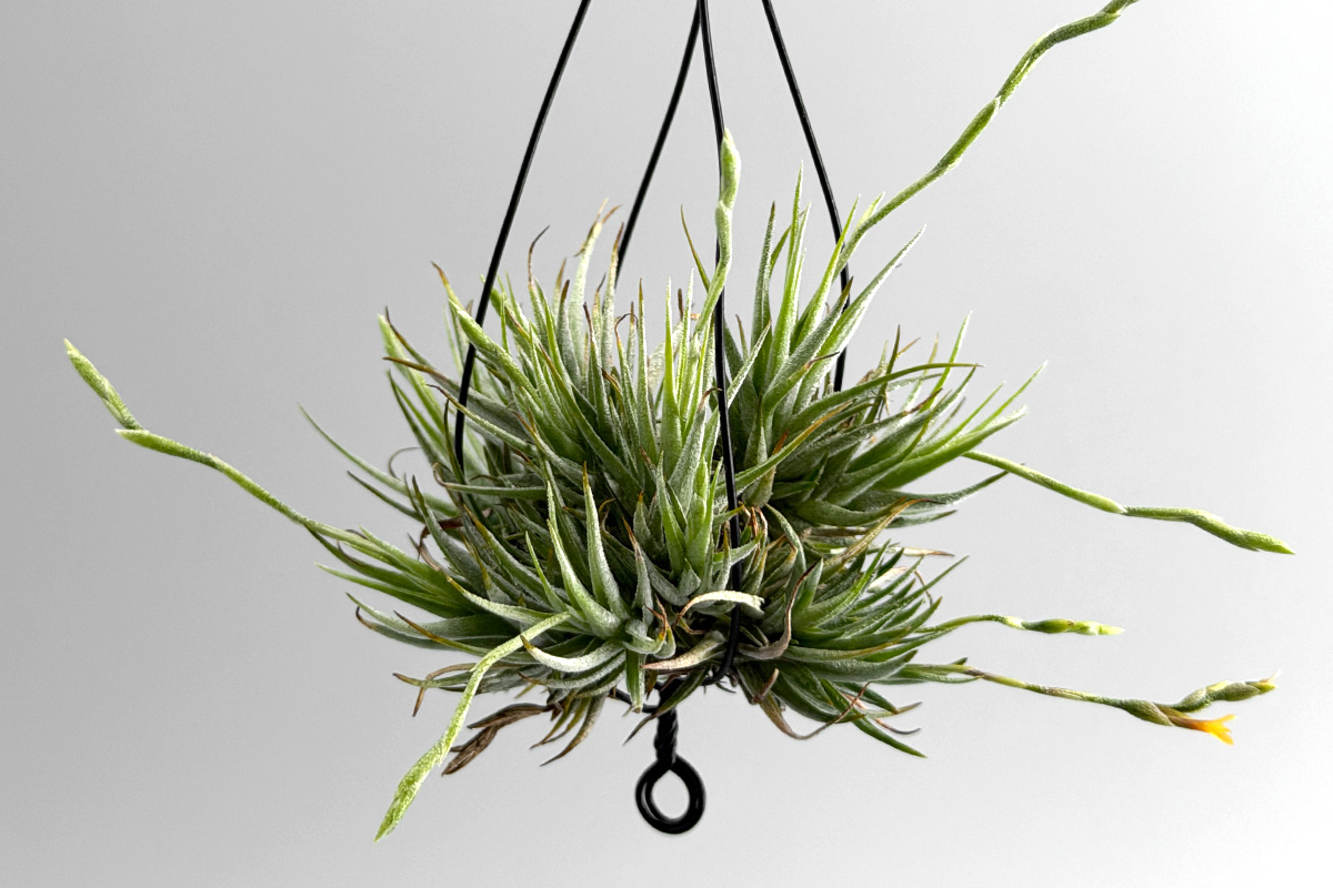 群生してこそ美しい！小型チランジア・ロリアセア【Tillandsia loliacea】