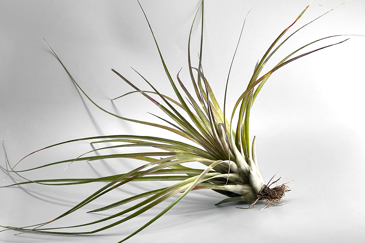 tillandsia-magnispica-