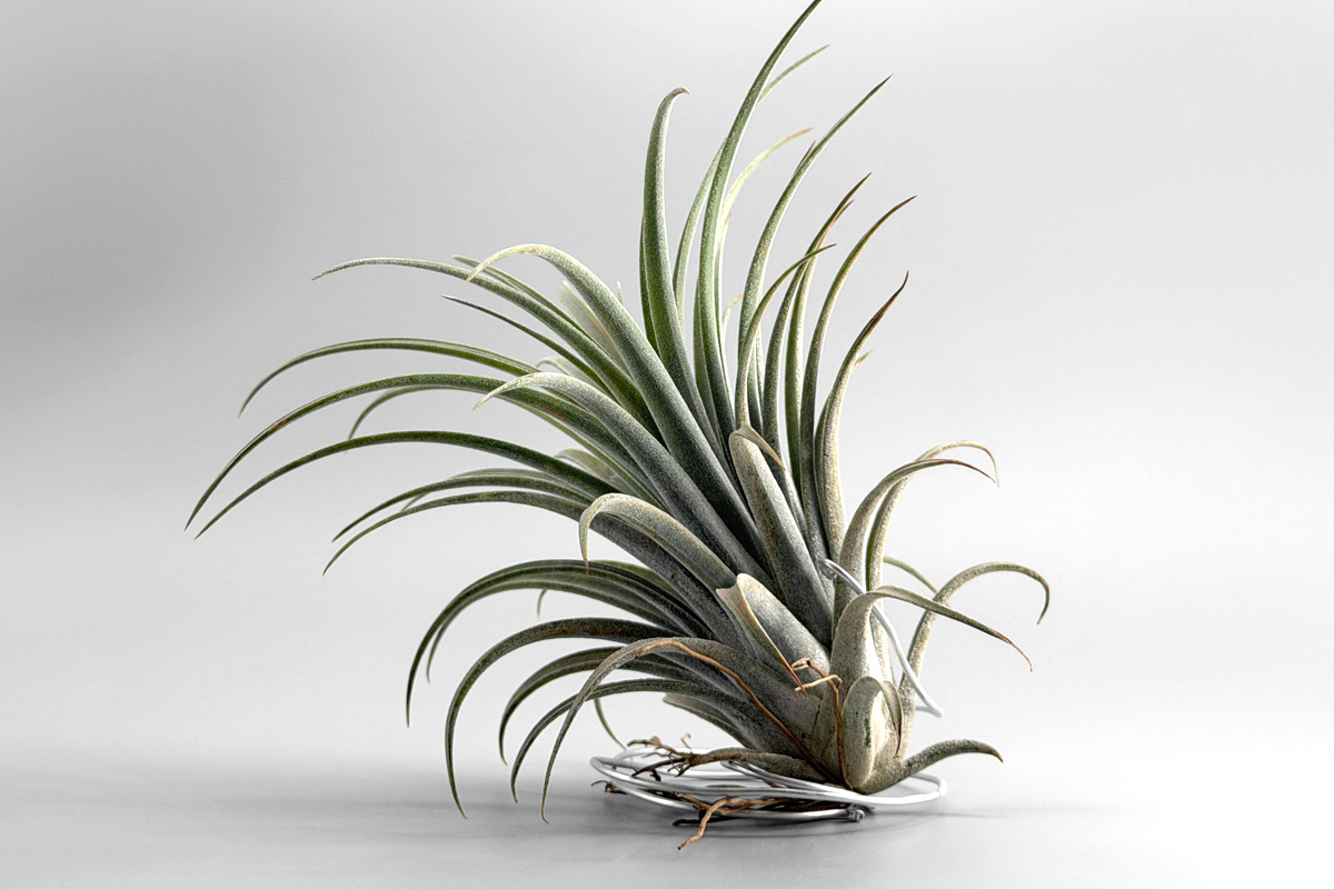 銀色の小さな宝物—ティランジア・シルバートリンケット【Tillandsia