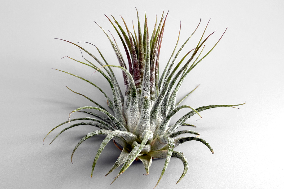 イオナンタ界の異端児 'ゼブリナ' を知る【Tillandsia 'Zebrina