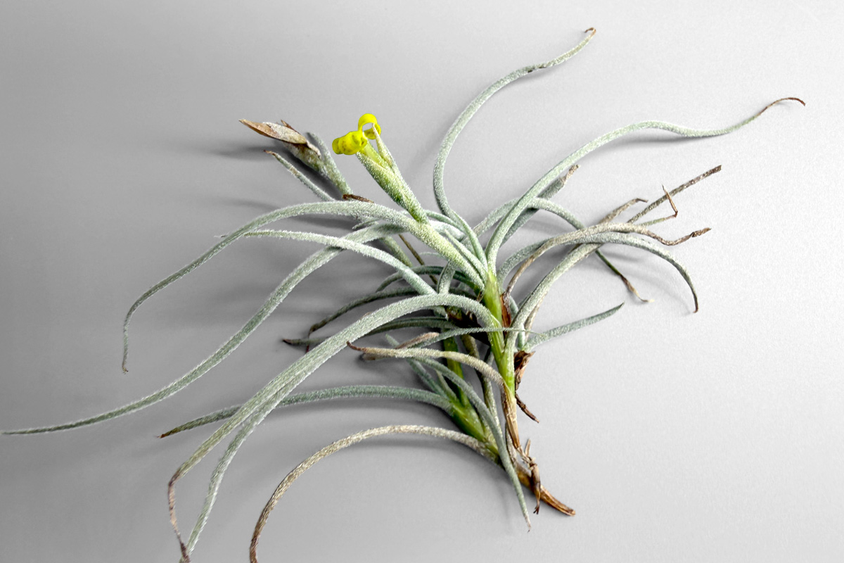 小さな株に秘められた香り−チランジア・クロカータ【Tillandsia crocata】