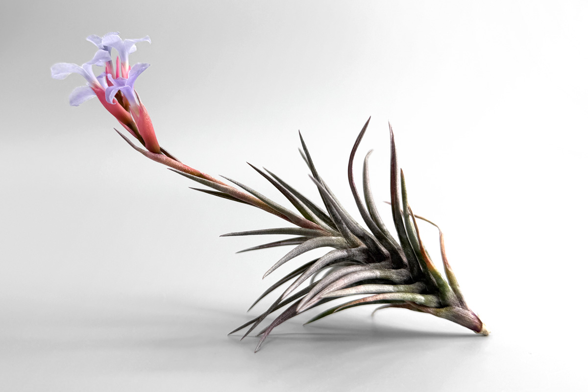 tillandsia-jonesii-eyecatching.jpg