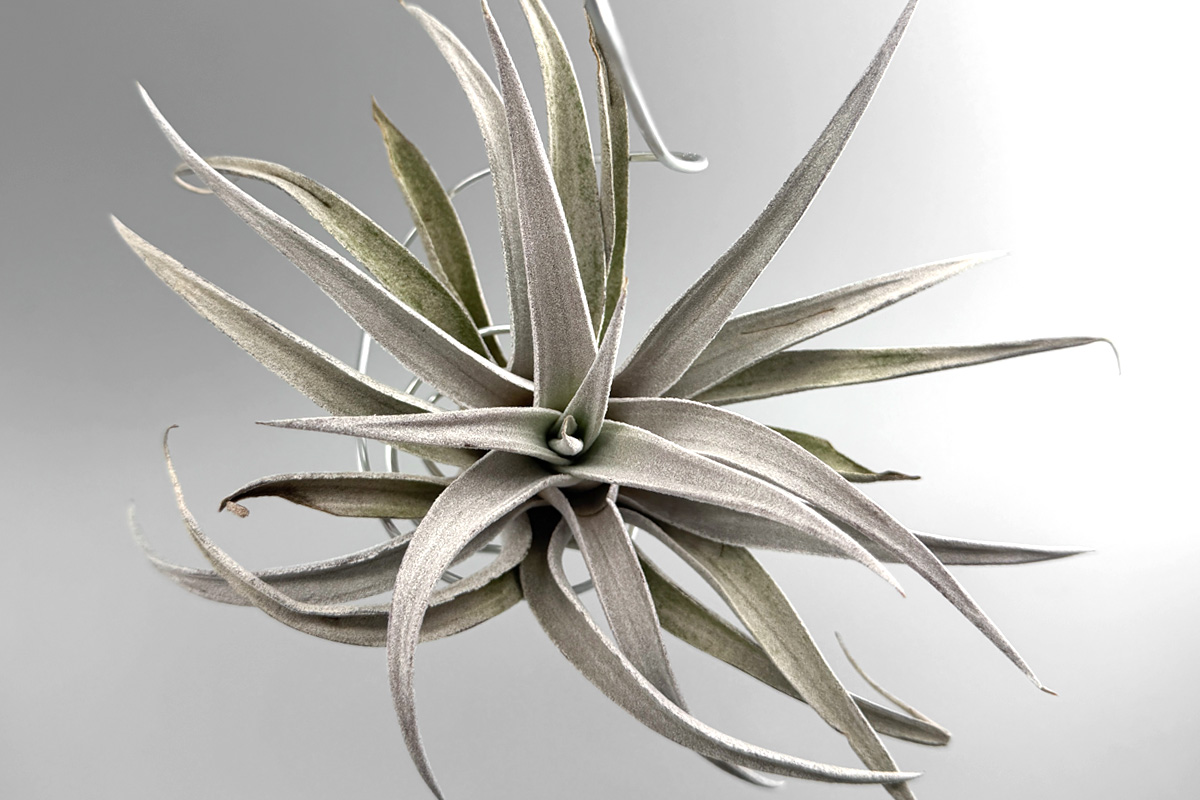 ティランジア・チアペンシス 美白銀葉チランジア・チアペンシス｜原産地・特徴・育て方【Tillandsia