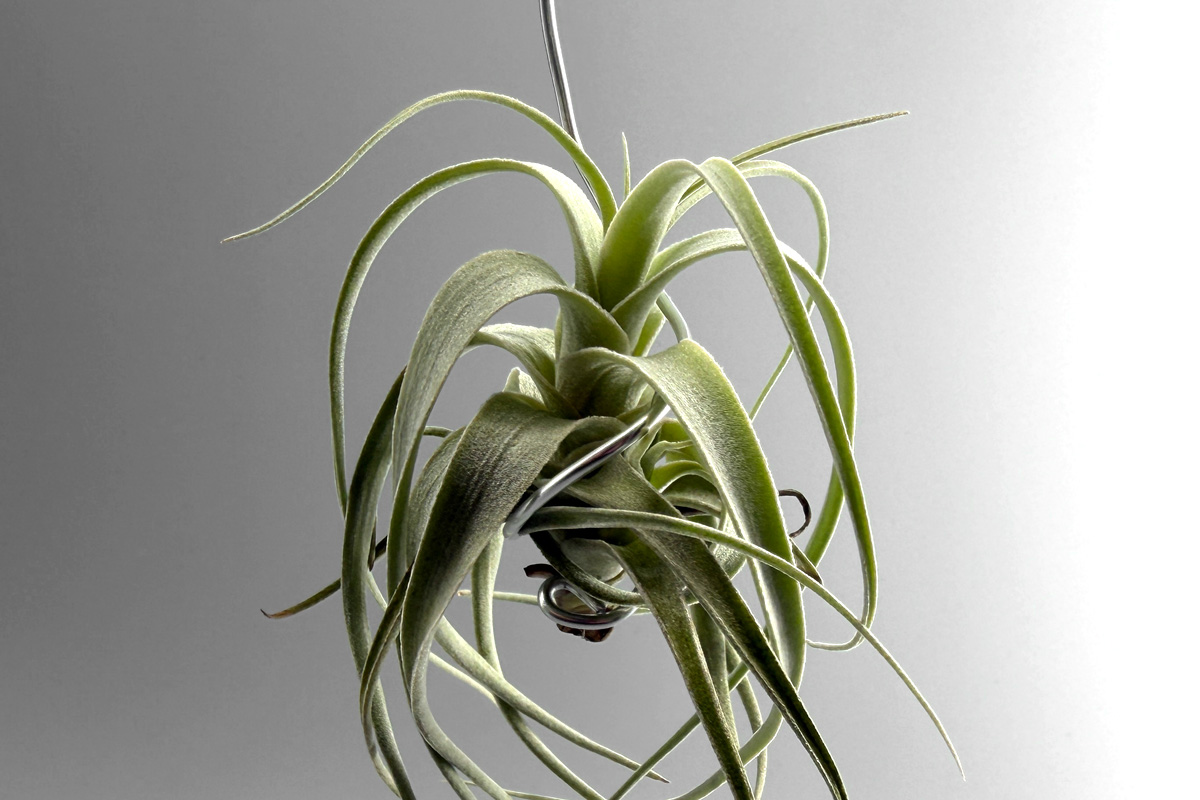 観葉植物 み*ん様 Tillandsia チランジア Passion T's Tropic