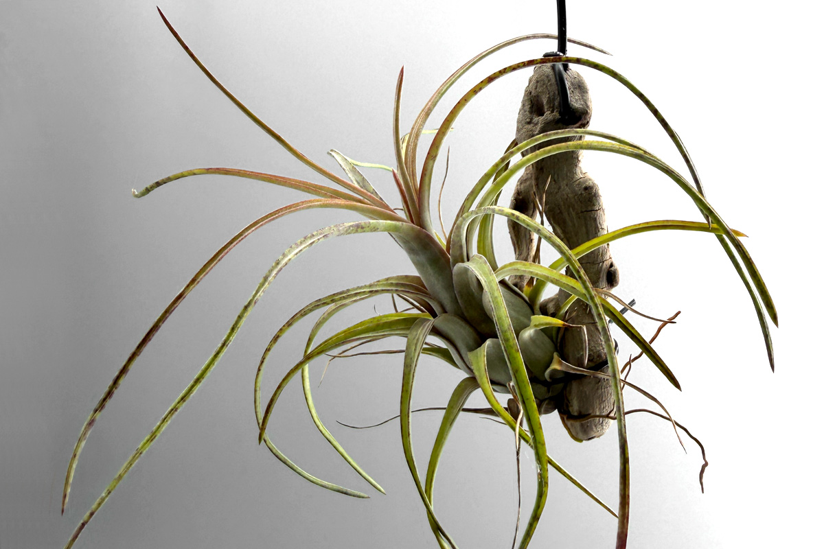 コンパクトな壺型原種ティランジア・パラエンシス【Tillandsia paraensis】