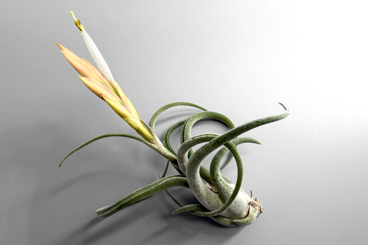 希少な白花個体ティランジア・カプトメドゥーサエ・アルバ【Tillandsia