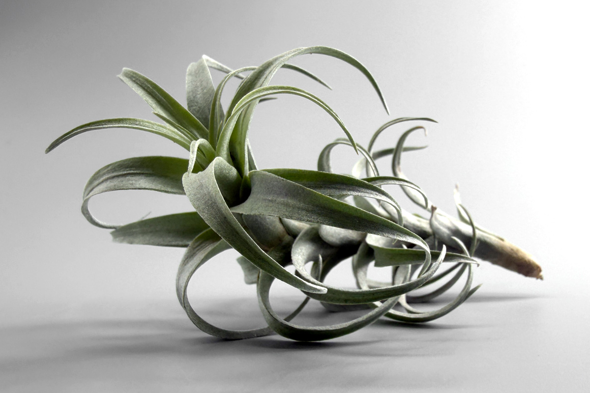 アンデス高地が生んだ小型の有茎種 ティランジア・ナナ【Tillandsia nana】