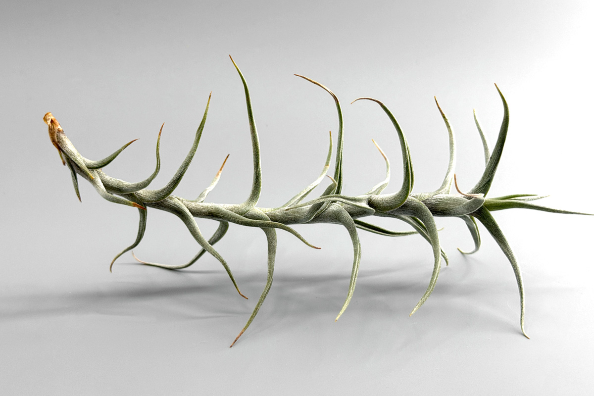細葉が織りなす美しさ ティランジア・ディアギテンシス【Tillandsia