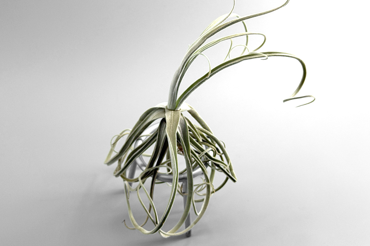 香る紫花と優雅な銀葉―ティランジア・ストレプトカルパ【Tillandsia 