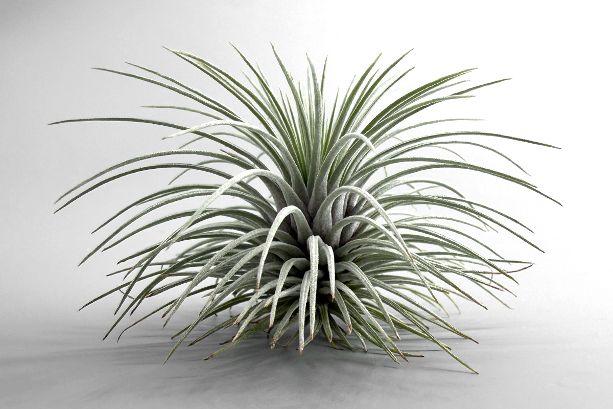 アルゲンテアTillandsia argentea(ティランジア チランジア) tillandsia-argentea-